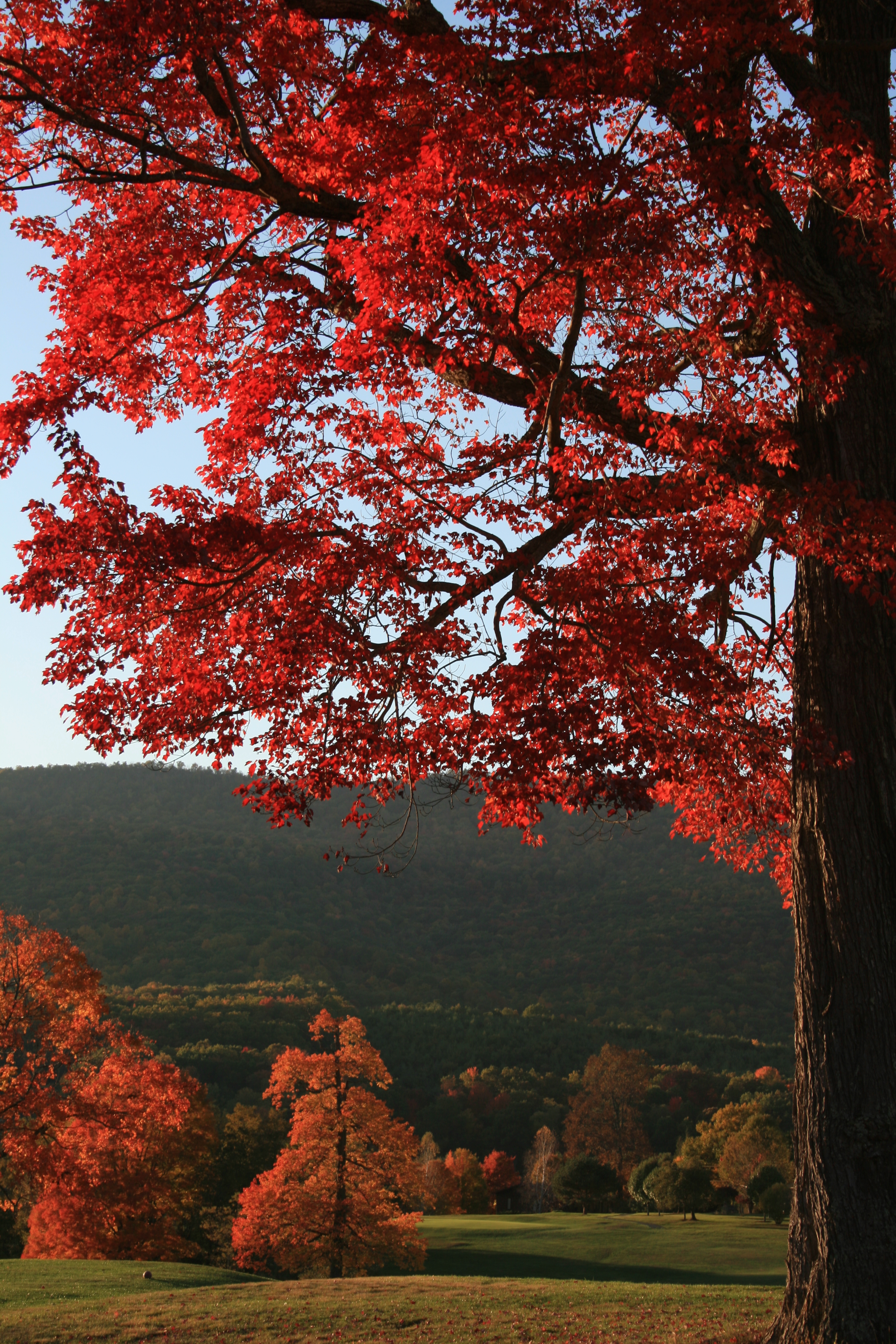 Fall Leaves Annette Naber Emerald Mountain Sanctuary